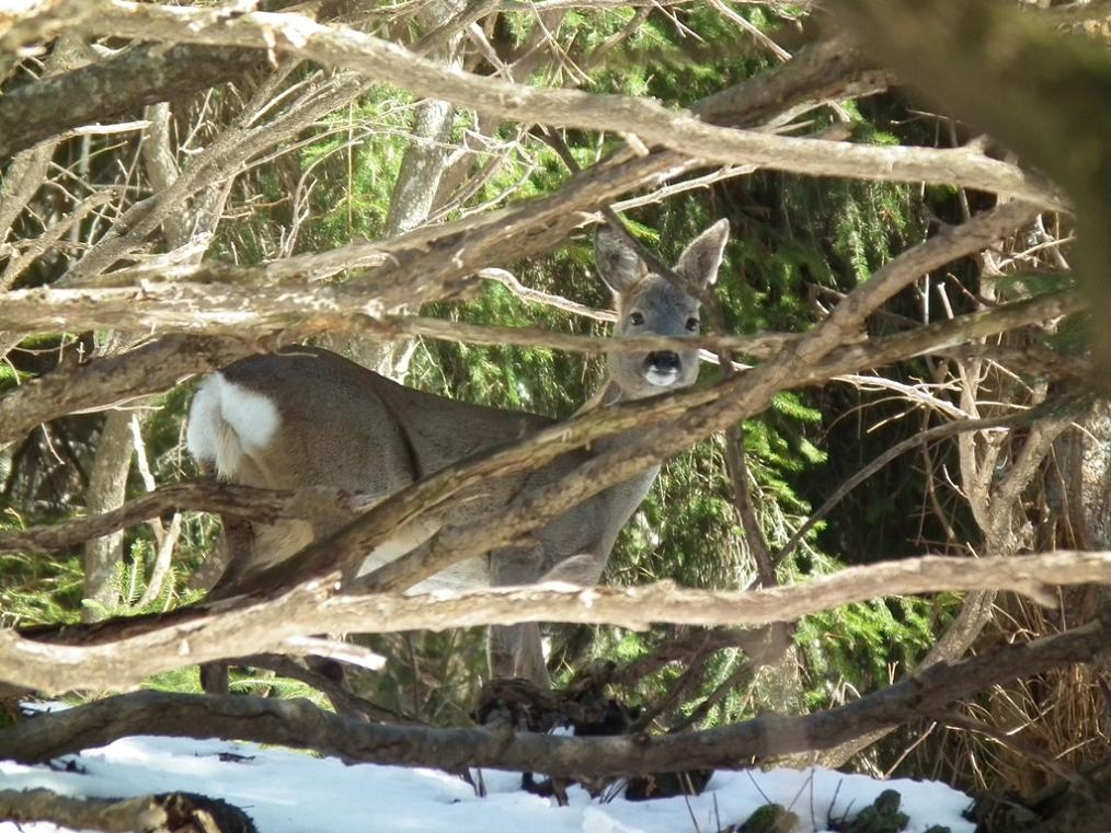 Caprioli nel bosco - Alpe Corte (BG)